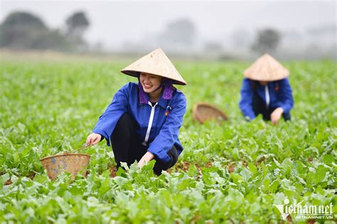  Bạo động Pendennis: Cuộc nổi loạn nông dân chống lại quyền lực của địa chủ