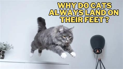 Should I Become a Software Engineer? And Why Do Cats Always Land on Their Feet?